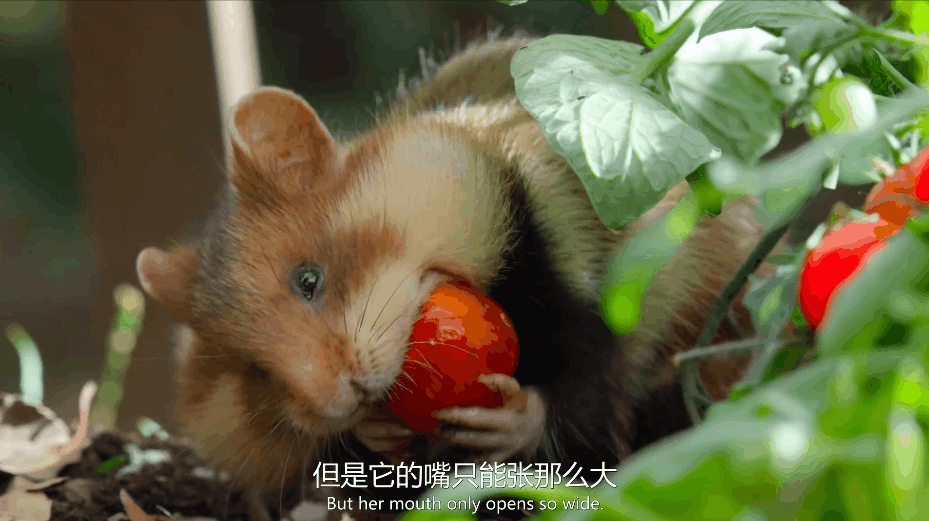 《小小世界》超適合大人孩子一起看的紀錄片 [國語配音] [中文字幕] [4K]